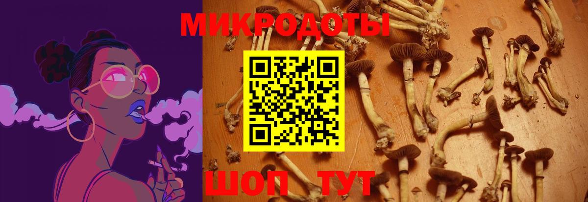 Галлюциногенные грибы Cubensis Каменка